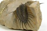 Psychopyge Termierorum Trilobite With Morocconites #310634-7